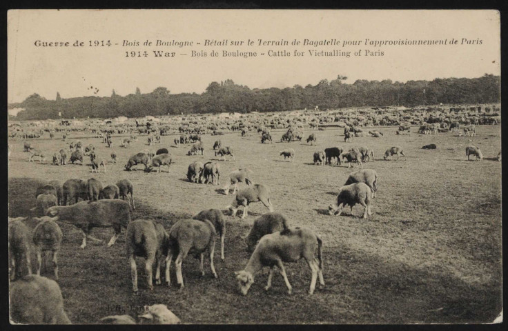 Guerre de 1914 - Bois de Boulogne - Bétail sur le Terrain de Bagatelle pour l'approvisionnement de Paris, Paris . Bois de Boulogne . - Château de Bagatelle, ovidés en pâture