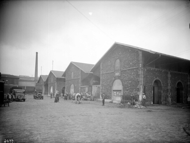 Vaches conduites à l'abattoir, extérieur