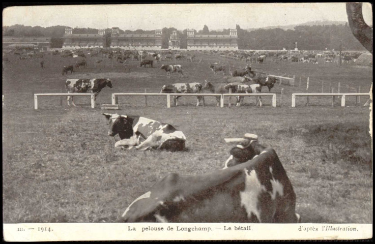 1914 . La pelouse de Longchamp - Le bétail d'après l'Illustration, Paris . hippodrome de Longchamp . - bétailOccupation de l'hippodrome par les vaches. Au loin, les tribunes.